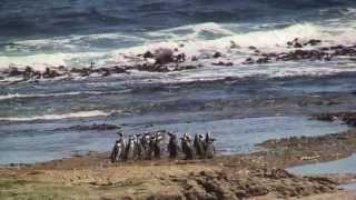 Cavity Nests and the Galapagos Penguins [upl. by Niabi593]