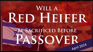 Red Heifer Passover Update  Will The Red Heifer be Sacrificed by Passover [upl. by Zena29]