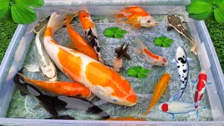 Unboxing Ikan Cupang Ikan Koki ikan lele Glofish Ikan Hias ikan Guppy ikan Channa Kura kura [upl. by Akoek]