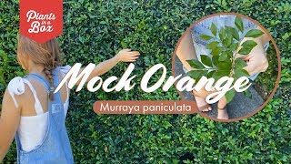 Whats a Mock Orange Hedge  Murraya Peniculata Quicks Facts Lets Make Gardening Easy [upl. by Elga]