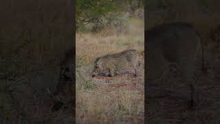 Warthog having a chow in Kruger warthog pumba lionking krugersafari [upl. by Eednyl]