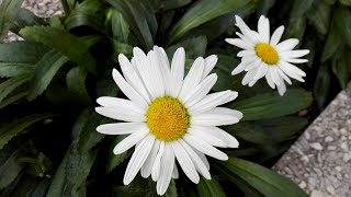 Leucanthemum maximum Shasta daisy [upl. by Abie]