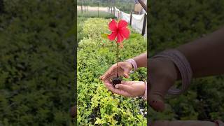 Hibiscus rosa sinensis 🌸 propagation sembaruthi saranyanursery gardening floweringplants [upl. by Kerstin]