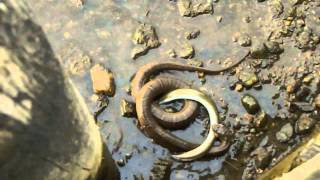 Northern water snake versus eel [upl. by Oisor]