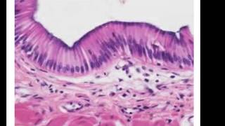 Epithelial Histology Review [upl. by Magdalene219]