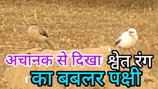 विन्ध्य क्षेत्र में दिखा पहली बार श्वेत रंग का बबलरपेंघापक्षी। White Bubbler bird [upl. by Vanni]