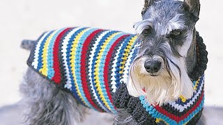 How to Crochet Easy Dog Coat Small to XLarge Sizes [upl. by Arymat]