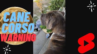 How a Cane Corso Warn Barks [upl. by Nidroj]