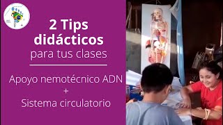 Tips Didácticos Apoyo nemotécnico ADN  Sistema circulatorio  Prof Julio Pereyra [upl. by Nairot]