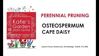 How to look after Cape Daisy Osteospermum a pruning guide [upl. by Nomzzaj]