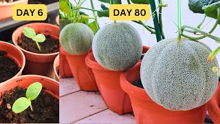 How to grow cantaloupes from seeds in 80 days Fertigation method [upl. by Stillmann]