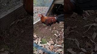 Gamefowl and growouts gamefowl mcleanhatch growouts roosters chickenbreeding [upl. by Cichocki]