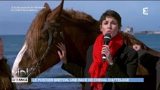 Le Postier Breton une race de cheval dattelage [upl. by Yates604]