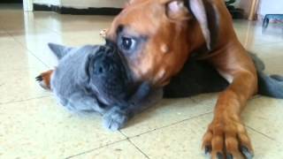 Boxer Dog Loves His Little Kitty [upl. by Nyledam]