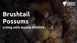 Brushtail Possums  Living with Aussie Wildlife  Learn English [upl. by Bryna]