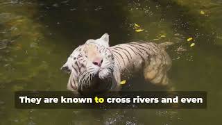 Exploring the Wild The Majestic Siberian Tiger [upl. by Ayerim]