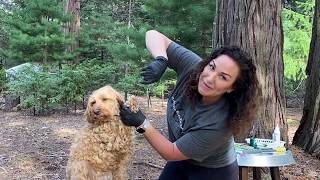 How to Groom Your Labradoodle  Tutorial [upl. by Acima]