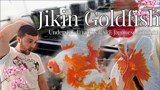 The RAREST Goldfish variety  FIRST time look at the Jikin goldfish  HIGH QUALITY fancy goldfish [upl. by Htepsle]