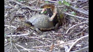 Eastern Box Turtles Mating In My Backyard [upl. by Nichol]