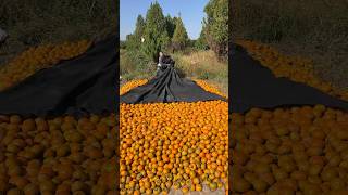 Persimmons fruit harvesting from farmers with eating so sweet fresh reels fruit 2024 persimmon [upl. by Loretta]