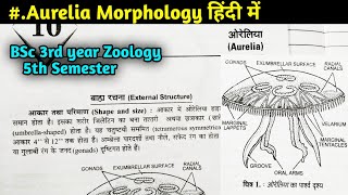 Aurelia External Morphology in Hindi  BSc 3rd year Zoology 5th Semester [upl. by Franciscka]