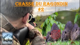 Chasse du ragondin 2  2 Ragondins dune BALLE [upl. by Miksen409]