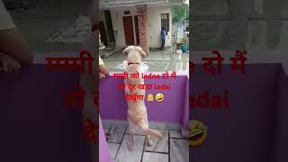 Ap k ghar ka kutta poti kar k gaya hamari chhat p 🐶🤣 doglover labradoor funny shorts cute dog [upl. by Rosemary]