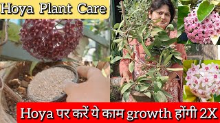 Hoya plant care and best fertilizer How to increase growth of Hoya Plant Hoya Carnosa [upl. by Harriet]