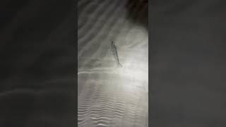 Prawn 🦐 shortvideo fishing seafood islandactivities prawns shorts [upl. by Coffin]