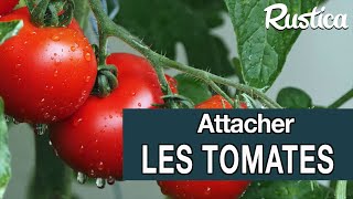 Comment tuteurer les tomates sous un tunnel [upl. by Jordana414]