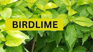 All about Birdlime  How to Grow Pisonia Alba [upl. by Finer]