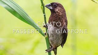 singing japanese sparrow  CANTO DEL PASSERO DEL GIAPPONE [upl. by Klatt]