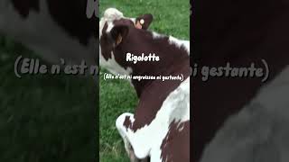 2 montbéliarde  une holsteine et une charolaise 😂🥩 vache montbéliarde charolais holstein [upl. by Ardaed]