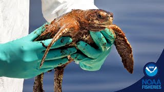 Cleaning Up BPs Deepwater Horizon Oil Spill Pollution Documentary  Earth Stories [upl. by Purcell163]