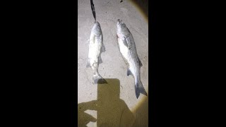 Striped Bass Fishing After Work Into The Night 10212024 [upl. by Rodolphe]