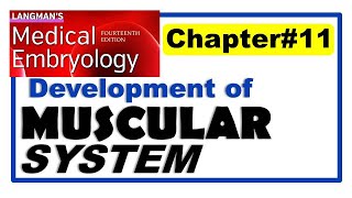 Langman Chapter11  Embryology of Muscular System  Embryology  Dr Asif Lectures [upl. by Dream93]