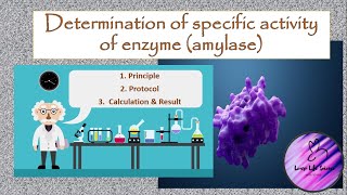 In vitro determination of specific activity of enzyme amylase [upl. by Graig]