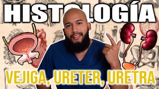 HISTOLOGÍA  VEJIGA URETER URETRA Y CÁLICES Urotelio Vías Urinarias Cálices y Pelvis Renal [upl. by Robyn]