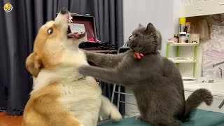 FUNNY CATS vs DOGS 🐱🐶 Best Friends or Enemies 🐾 New Funniest Animals Videos 2023 😂 [upl. by Anderegg]