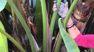 How to Prune a Bird of Paradise  Great Gardening [upl. by Shuping11]