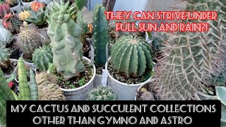 cactus and succulent collections garden tour [upl. by Etteniuqna660]