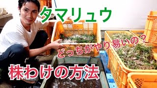 タマリュウのコストを抑えて植え付ける方法！！（ポットタイプかマットタイプ徹底的に比較） [upl. by Aened535]