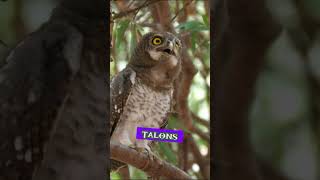 Owls No Copyright videos [upl. by Kremer410]