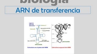 ARN de transferencia ARNt [upl. by Noby863]