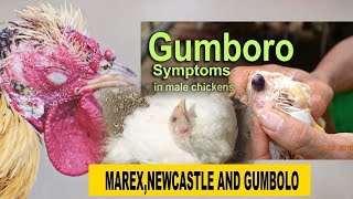 Chicken Marex Newcastle Gombolo SIGNS And SYMPTOMS Vaccination Treatment With DrIsa Luigre [upl. by Atnwahs862]