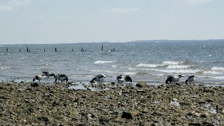 Climate Change Resilience Slowing Coastal Erosion [upl. by Reilamag]