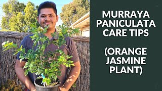 Murraya Paniculata EASIEST Care Tips to know  Orange Jasmine Plant [upl. by Darcie]