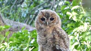 Young Tawny Owl Calling For Mum 17622 [upl. by Thurstan]