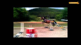 Free Jumping Horse  Freispringen [upl. by Steele]