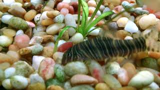 Zebra Loaches Zebra Botia Feeding on Snails [upl. by Idnib]